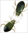 Dytiscus water beetle