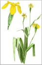 Yellow Iris (or Yellow Flag)