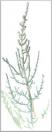Salicornia glauca