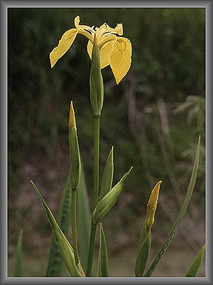 Iris palustre