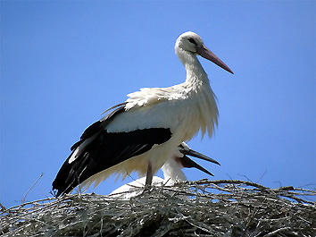 Fucecchio: adulto e pulcino sul nido (foto Massimo Taddei)
