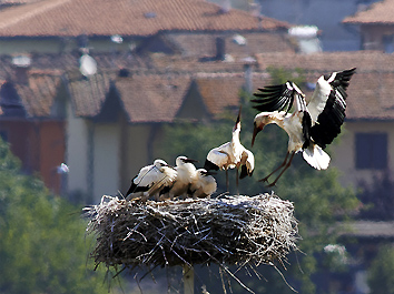 Monsummano Terme: lo scambio dei genitori al nido (foto Roberto Spinicci)