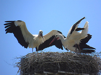 Fucecchio: i due genitori al nido (foto Massimo Taddei)