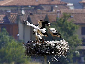 Monsummano Terme: adulto con i 3 pulcini al nido (foto Roberto Spinicci)