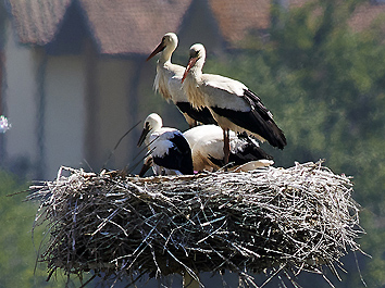 Monsummano Terme: i due genitori con i 3 pulcini al nido (foto Roberto Spinicci)