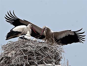 I genitori si danno il cambio al nido (foto Maurizio Forti)
