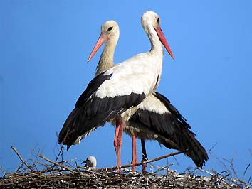 Gli adulti al nido con i pulcini (foto Enrico Zarri)