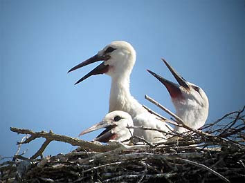 Tre pulcini di circa 45 giorni nel nido (foto Enrico Zarri)